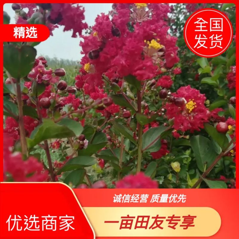 基地直供美国红火箭红火球红叶紫薇品种纯正规格齐全国包邮