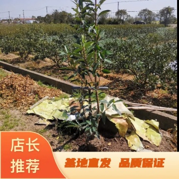 青珊瑚浙江宁波苗木基地直发品质保证可视频看货