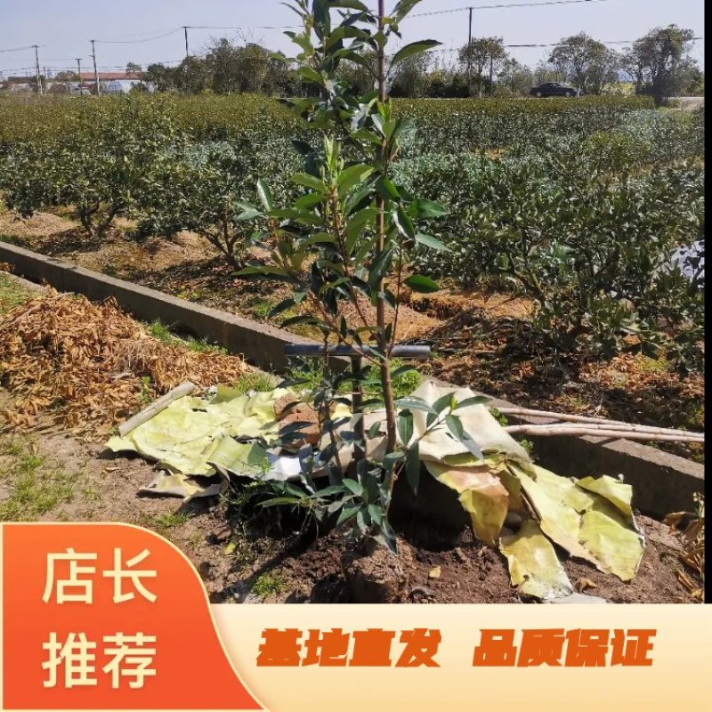 青珊瑚浙江宁波苗木基地直发品质保证可视频看货