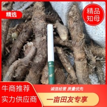 河北知母药材基地品质保证诚信经营欢迎联系量大