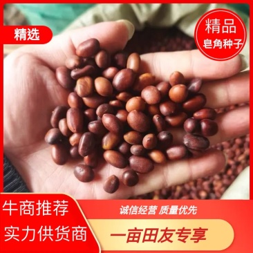 河北皂角籽品质保证诚信经营欢迎联系药材基地量大从优