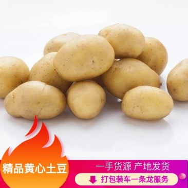 迷你精品小土豆，20克到40克人工分拣，黄皮黄心油榨