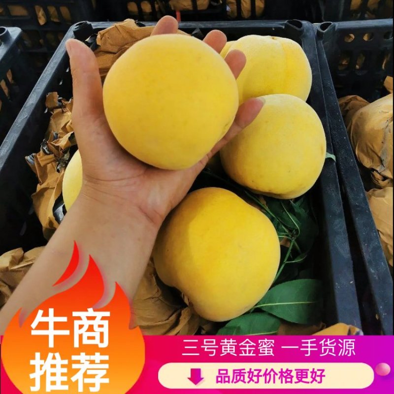 黄金蜜四号黄金蜜系列黄桃都有诚信对接批发商电商超市