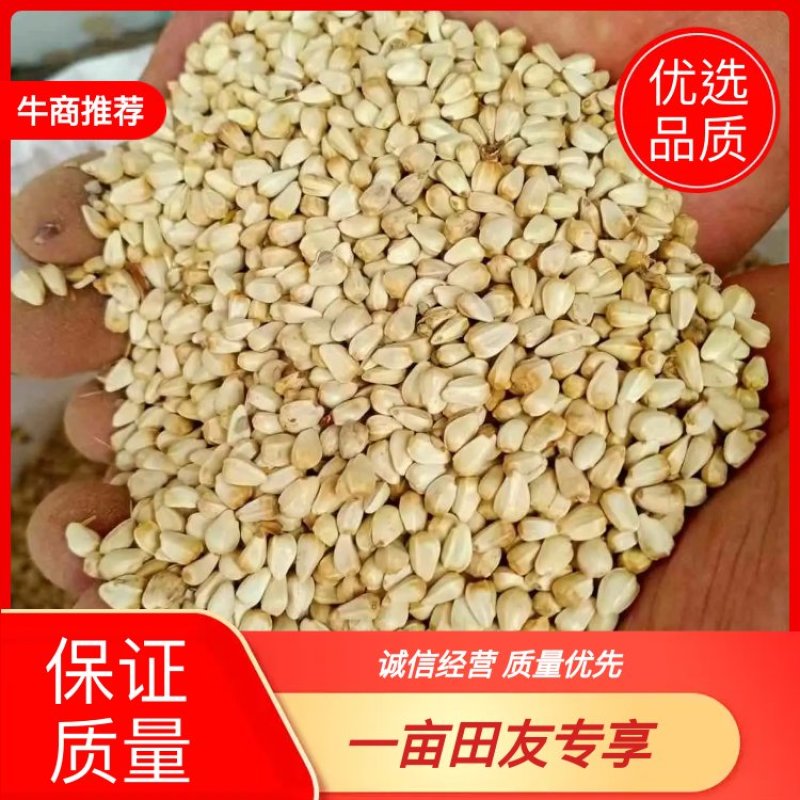 红花籽大量到货，一手货源，产地直发，价格优惠