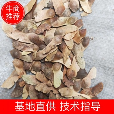 五角枫种子元宝风籽大量供应，产地直发，价格优惠