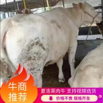 【牛商推荐】夏洛莱牛精品肉牛基地一手货源规格齐全全国发货