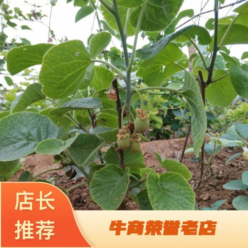 湖南湘西猕猴桃嫁接苗大量有货，欢迎前来咨询采购