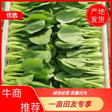 江苏上海青，大量上市供应各种商超市场电商平台