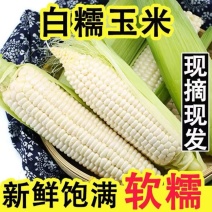 重庆潼关农家新鲜白糯玉米现摘甜玉米当季鲜玉米棒子生苞米