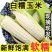重庆潼关农家新鲜白糯玉米现摘甜玉米当季鲜玉米棒子生苞米