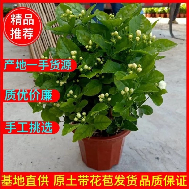 2023年带盆的含苞待放的茉莉花己经上市了