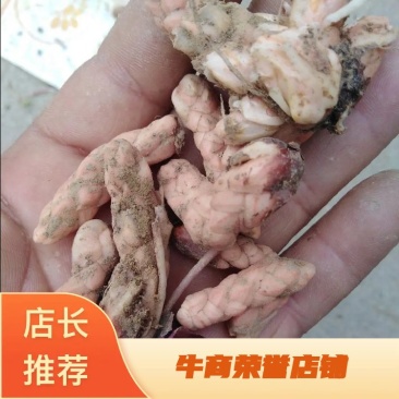 紫叶杂酱草种球一手货源，产地直发，价格优惠，欢迎采购
