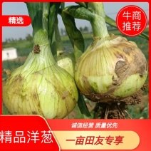 河南新野黄皮洋葱已经大量上市，个头均匀8公分，保质保量