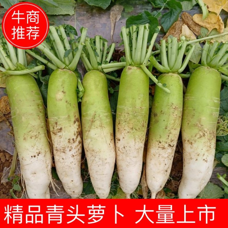 河南新野青头萝卜口感脆爽基地直供价格美丽