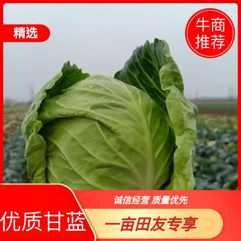 新野【精品甘蓝】大量有货支持各种包装质量好价格便宜