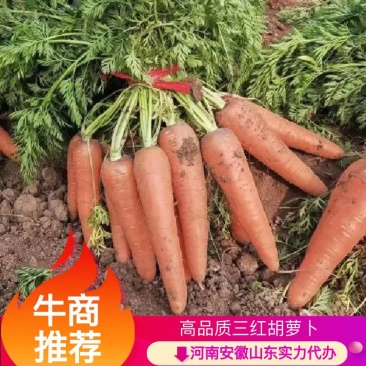 三红胡萝卜产地货源常年供应市场水洗厂电商商超