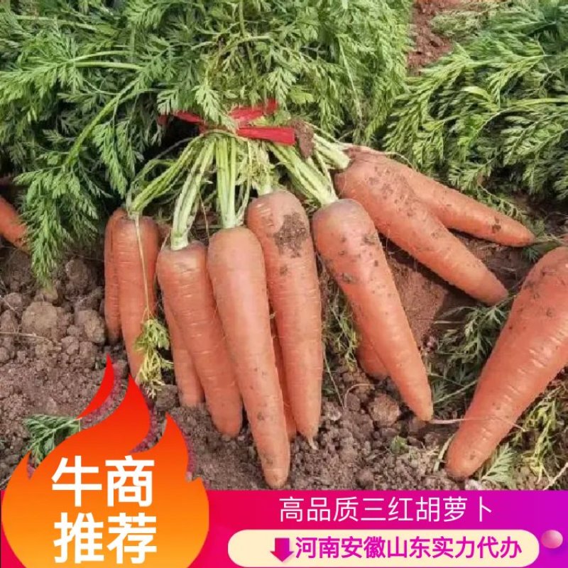 三红胡萝卜产地货源常年供应市场水洗厂电商商超