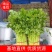 【永城小西芹】精品水洗去根五指西芹。可根据需求包装。