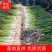 【蒜苗】红根蒜苗扒皮蒜苗量大从优可视频看货全国发