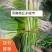 【蒜苗】红根蒜苗扒皮蒜苗量大从优可视频看货全国发