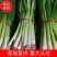 【蒜苗】红根蒜苗扒皮蒜苗量大从优可视频看货全国发
