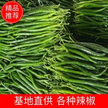 【线椒】新鲜辣椒，产地现货，一手货源量大从优