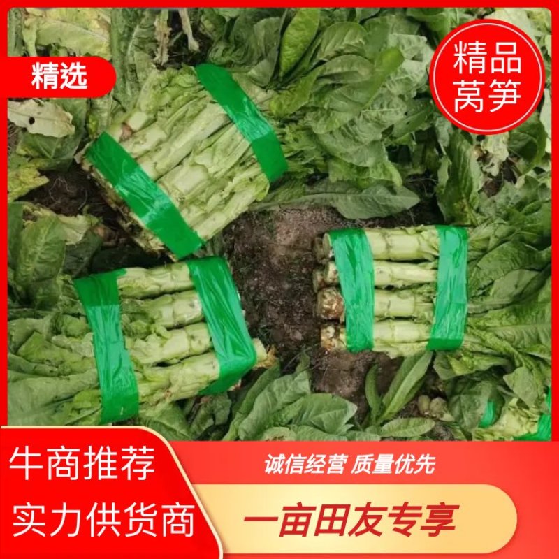 【推荐】茂县三青莴笋大量上市质量保证欢迎各位老板联系