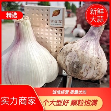 大蒜-紫皮蒜5至6以上个大型好颗粒饱满产地发货