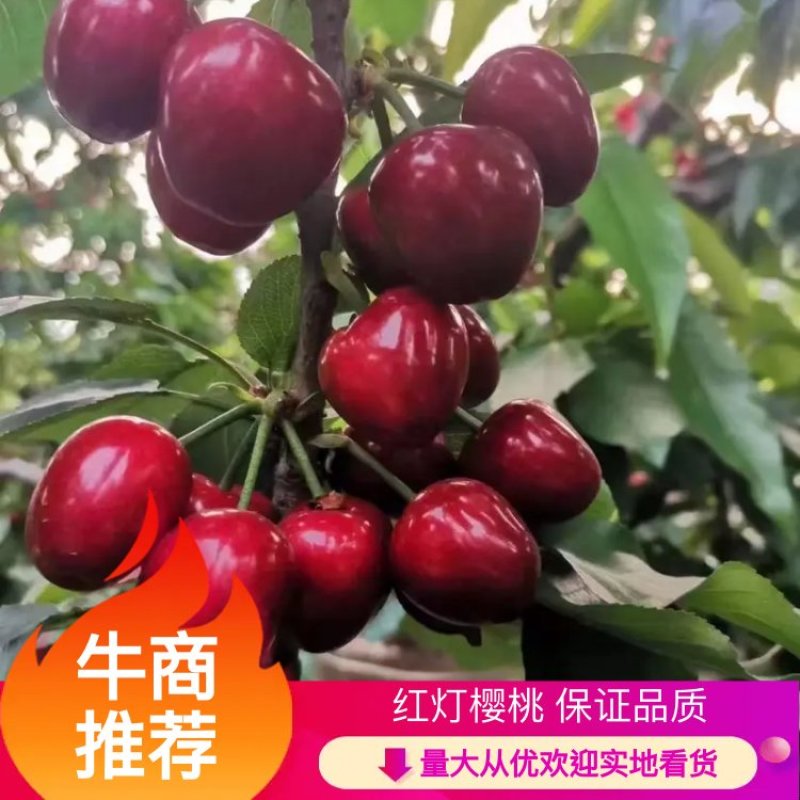 红灯樱桃甘肃天水一手货源电商供应品质保证价格优惠