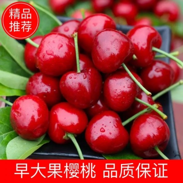 早大果樱桃，货源充足，多年牛商供应，电商商超市场货均有
