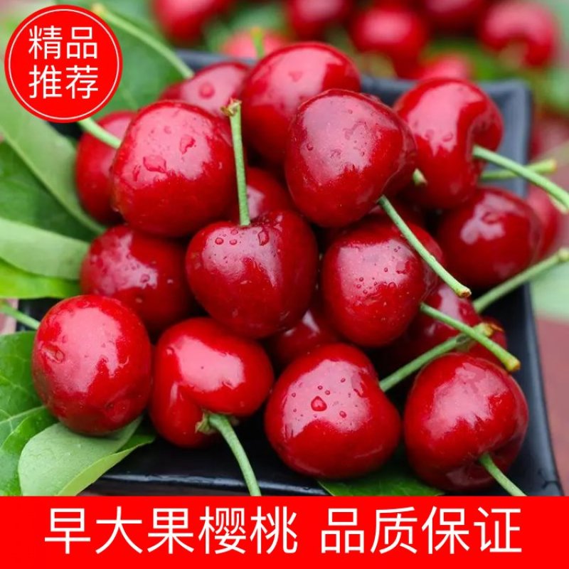 早大果樱桃，货源充足，多年牛商供应，电商商超市场货均有