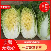 【量大从优】吉林精品黄芯白菜包心菜大量供应泡菜加工厂市场
