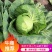 【产地直发】精品韩绿宣软甘蓝/绿霸黄心圆包菜-质量保证货