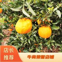 【荐】云南丽江精品碰柑汁多味美甜度适中供应全国市场商超