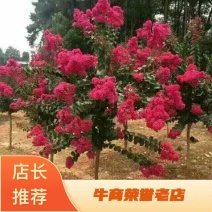 【牛商推荐】沭阳紫薇天鹅绒1~2米以下0.5~1米基地