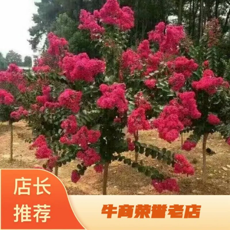 【牛商推荐】沭阳紫薇天鹅绒1~2米以下0.5~1米基地
