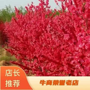 【牛商推荐】北美海棠苗红宝石高原之火冬红果西府海棠各品种