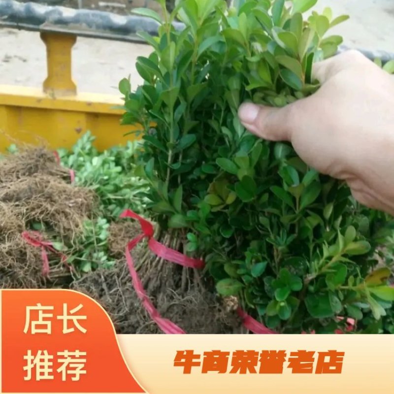 【推荐】黄杨苗，瓜子黄杨苗，小叶黄杨苗，高山黄杨