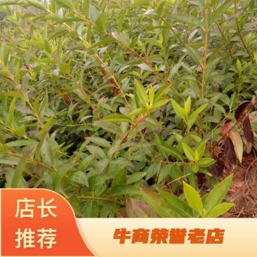 【推荐】连翘小苗，连翘地栽苗，连翘球，药用连翘