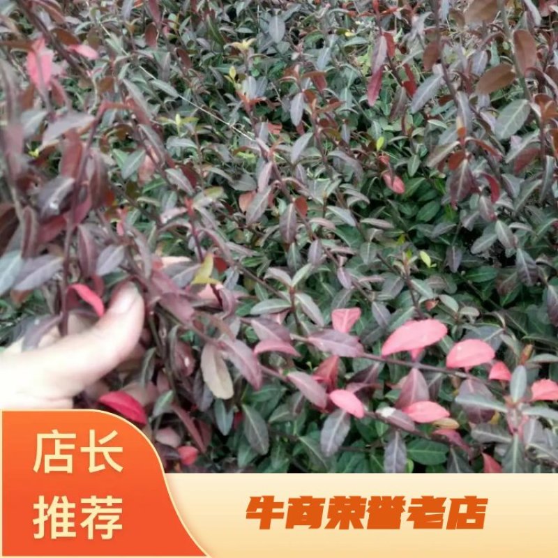 【沭阳小叶扶芳藤】基地直供爬墙卫矛，大叶扶芳藤