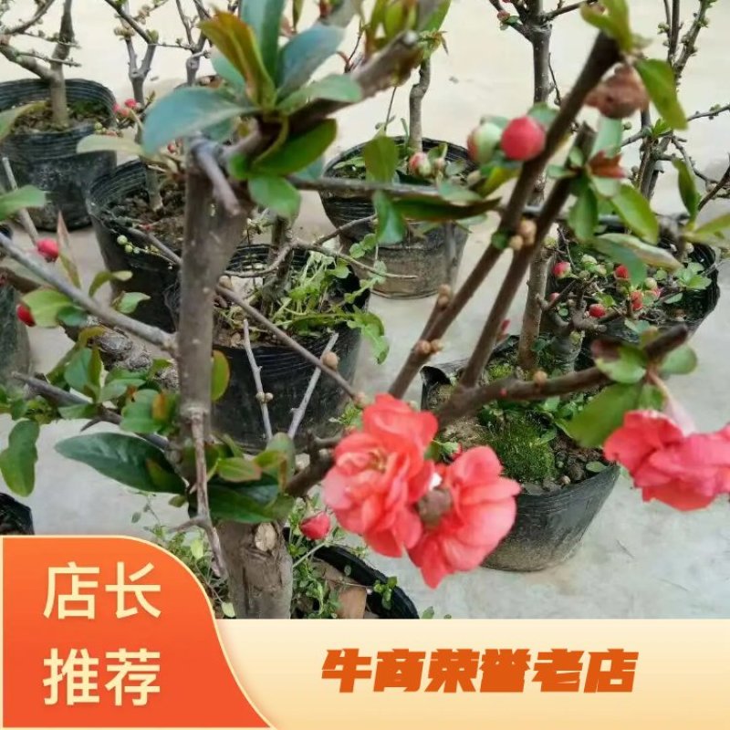 海棠，日本海棠，北美海棠，铁梗海棠，，长寿冠海棠