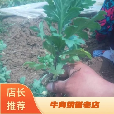 宿迁沭阳菊花苗，绿菊，金丝菊，千头菊基地直供保质保量