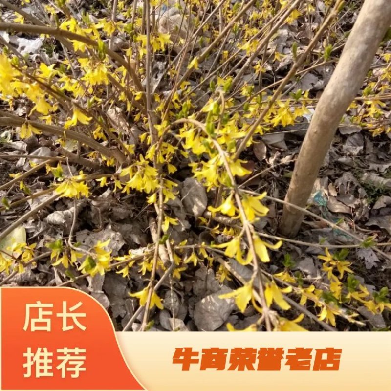 宿迁沭阳连翘苗50~60cm基地直供保质保量电联洽谈