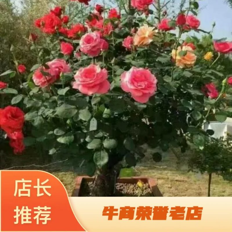 宿迁沭阳月季50~60cm基地直供保质保量电联洽谈