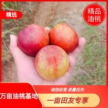 精品油桃大量上市518油桃商超品质产地货源全国发货