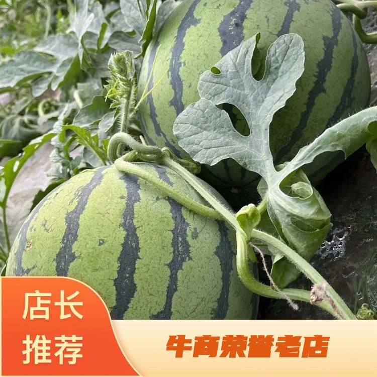 [美都西瓜批发]四川乐山市中区西瓜 1.00元/斤四川美都西瓜 _ 一亩田