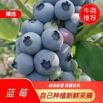 蓝莓大量上市。专业代办代收代发，支持电商团购货源