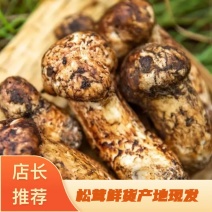 山中松茸，优选药材，个大型好，鲜货量大从优，欢迎咨询