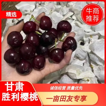 【套袋】天水胜利樱桃，货源充足，品种丰富，供应电商
