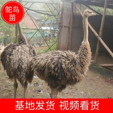 【甄选】非洲鸵鸟苗常年孵化大小规格齐全全国发货可视频看货